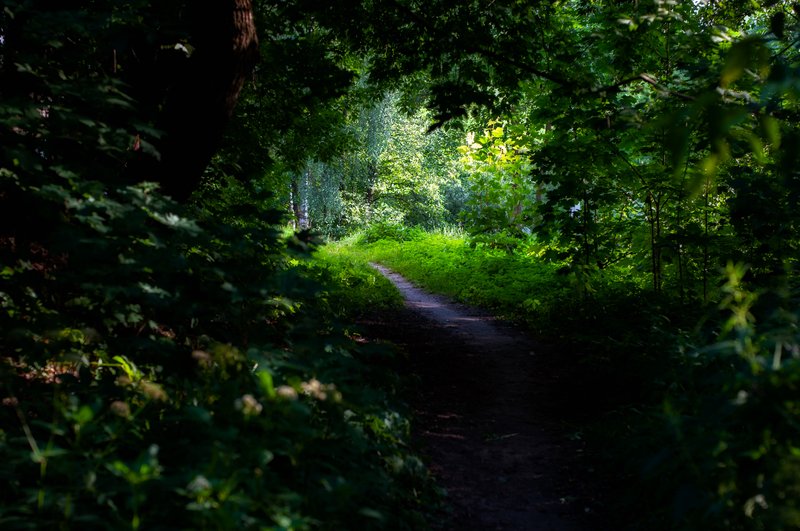 Плацебо в психологии